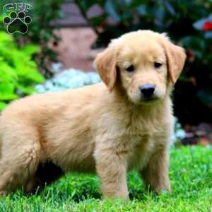 Thomas, Golden Retriever Puppy