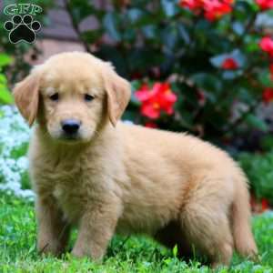 Thomas, Golden Retriever Puppy