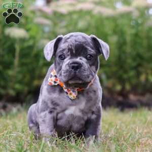 Thor, Frenchton Puppy