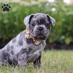 Thor, Frenchton Puppy