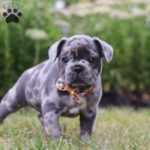 Thor, Frenchton Puppy