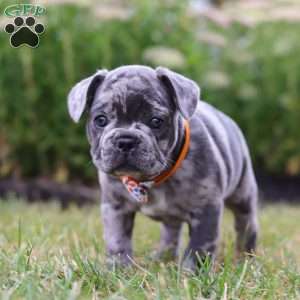 Thor, Frenchton Puppy