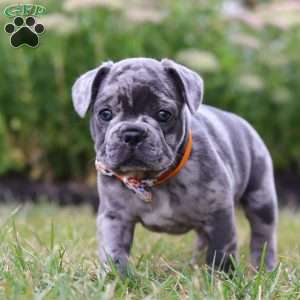 Thor, Frenchton Puppy
