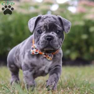 Thor, Frenchton Puppy