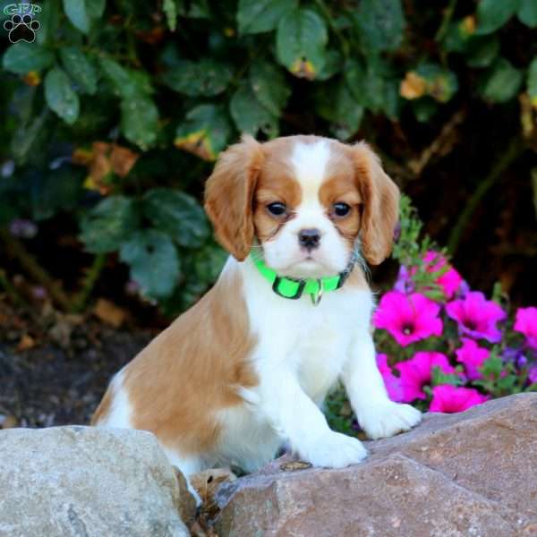 Thunder, Cavalier King Charles Spaniel Puppy
