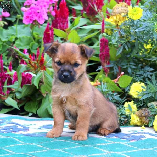Thunder, Yorkie Mix Puppy