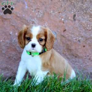 Thunder, Cavalier King Charles Spaniel Puppy