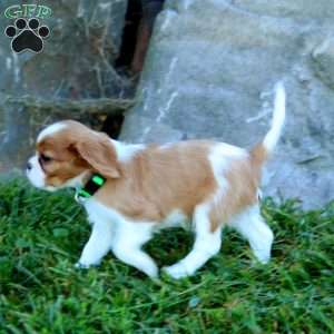 Thunder, Cavalier King Charles Spaniel Puppy