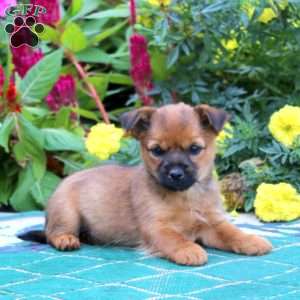 Thunder, Yorkie Mix Puppy