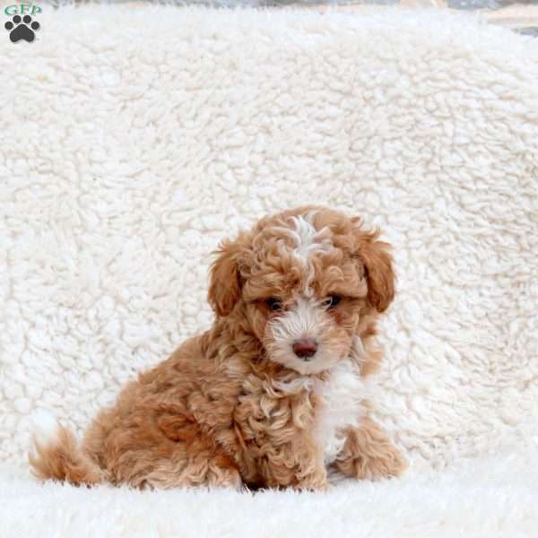 Tiger, Toy Poodle Puppy