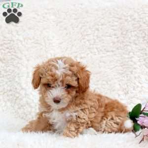 Tiger, Toy Poodle Puppy