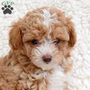 Tiger, Toy Poodle Puppy