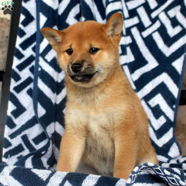 Tigger, Shiba Inu Puppy