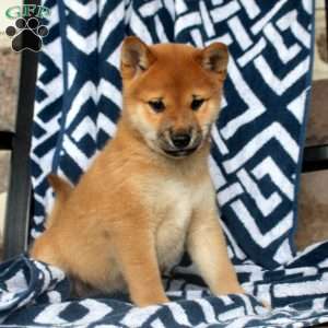 Tigger, Shiba Inu Puppy