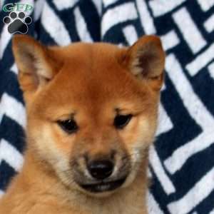 Tigger, Shiba Inu Puppy