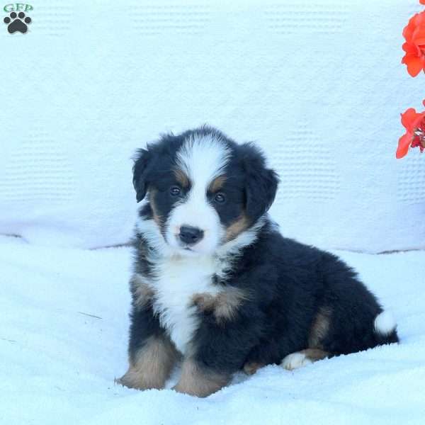 Tillie, Bernese Mountain Dog Puppy