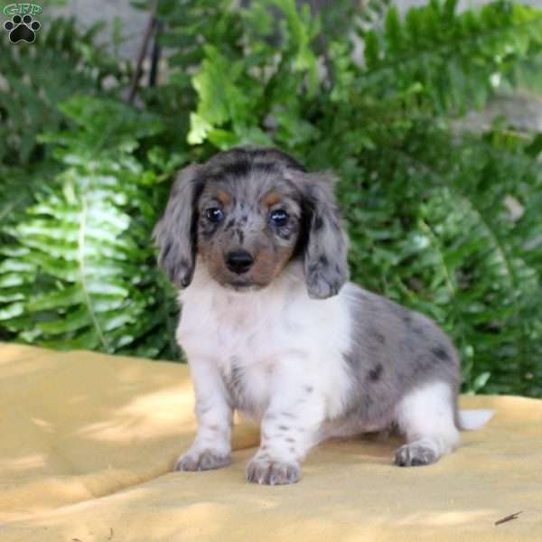 Tilly, Dachshund Puppy