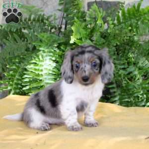 Tilly, Dachshund Puppy