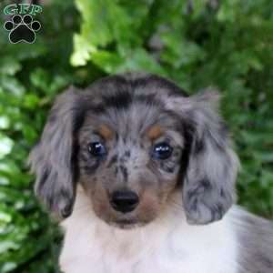 Tilly, Dachshund Puppy