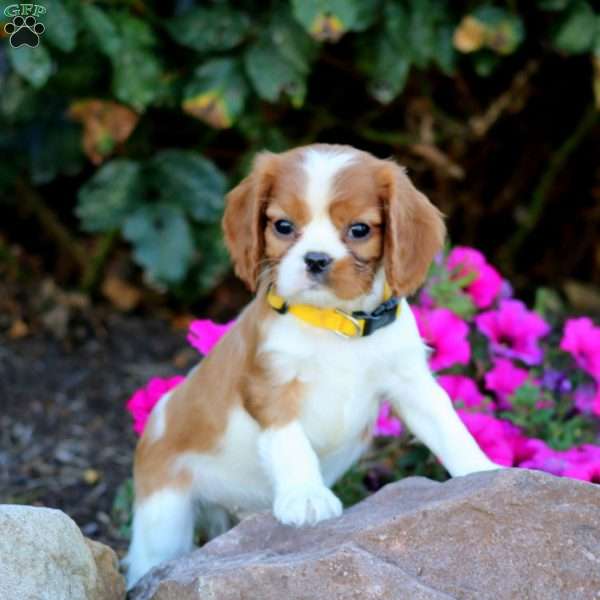 Tim, Cavalier King Charles Spaniel Puppy