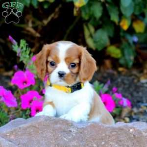 Tim, Cavalier King Charles Spaniel Puppy