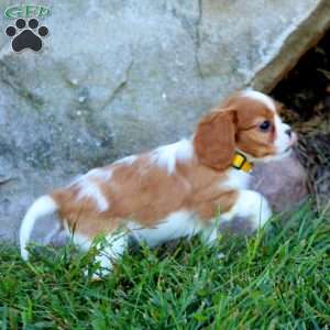 Tim, Cavalier King Charles Spaniel Puppy