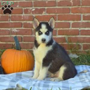 Timber, Siberian Husky Puppy