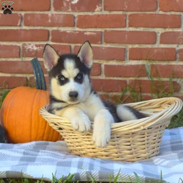 Timber, Siberian Husky Puppy
