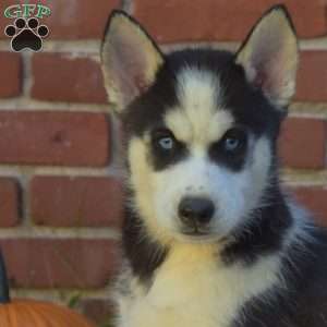 Timber, Siberian Husky Puppy