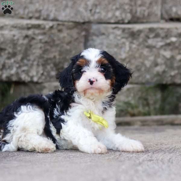 Timmy, Cavapoo Puppy