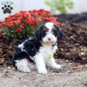 Timmy, Cavapoo Puppy