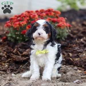Timmy, Cavapoo Puppy