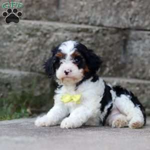 Timmy, Cavapoo Puppy