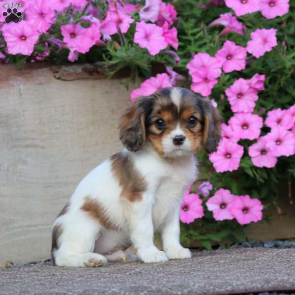 Timmy, Cavapoo Puppy