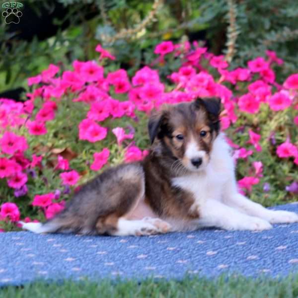 Timmy, Sheltie Puppy