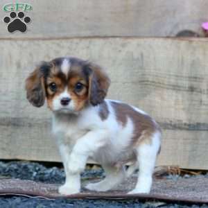 Timmy, Cavapoo Puppy