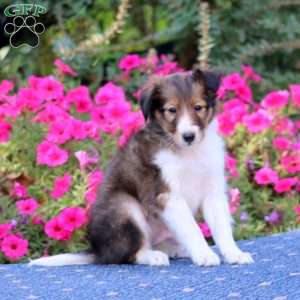 Timmy, Sheltie Puppy