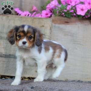 Timmy, Cavapoo Puppy