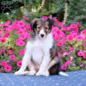 Timmy, Sheltie Puppy