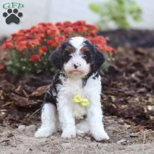 Timmy, Cavapoo Puppy