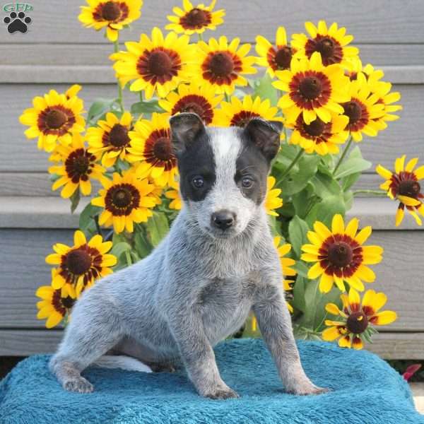 Tina, Blue Heeler – Australian Cattle Dog Puppy