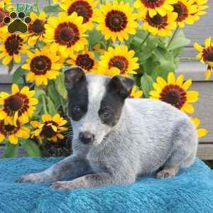 Tina, Blue Heeler – Australian Cattle Dog Puppy