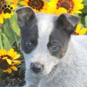 Tina, Blue Heeler – Australian Cattle Dog Puppy