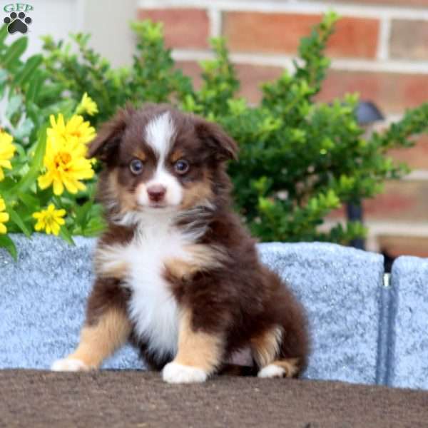 Tina, Miniature Australian Shepherd Puppy