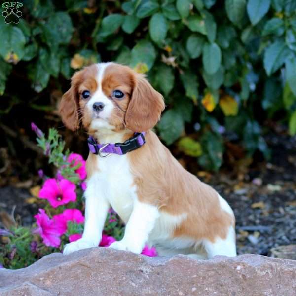 Tina, Cavalier King Charles Spaniel Puppy