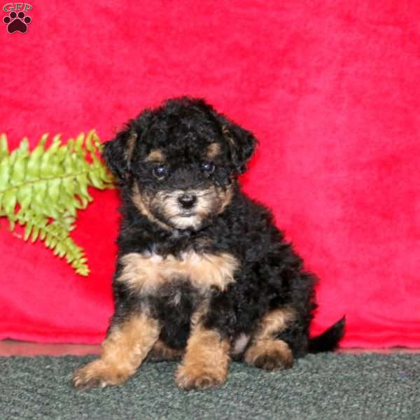 Tina, Maltipoo Puppy