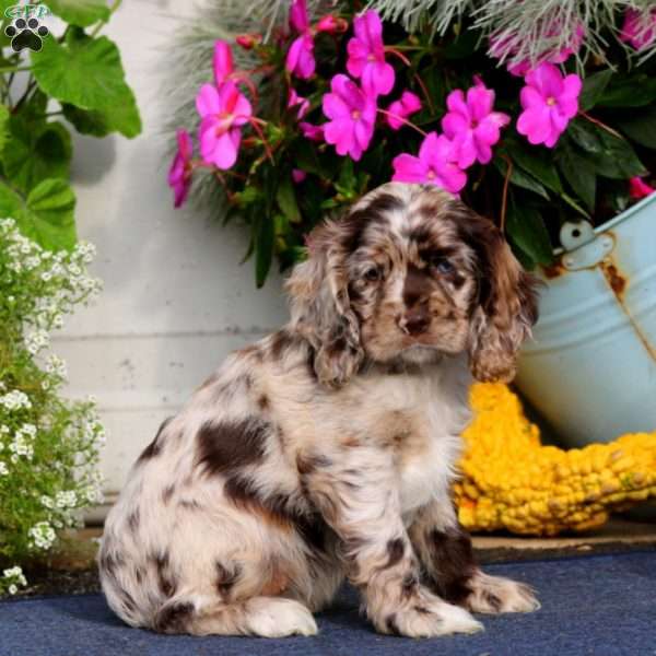 Tina, Cocker Spaniel Puppy