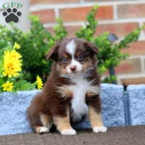 Tina, Miniature Australian Shepherd Puppy