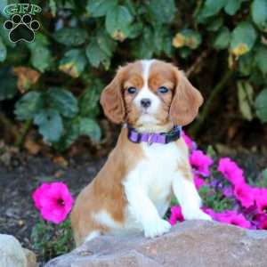 Tina, Cavalier King Charles Spaniel Puppy