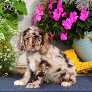 Tina, Cocker Spaniel Puppy